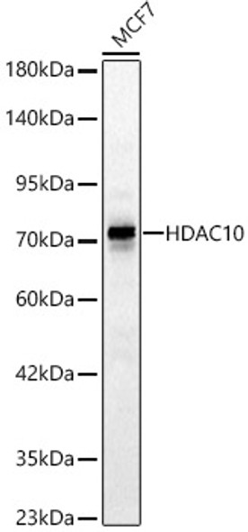 [KD Validated] HDAC10 Polyclonal Antibody