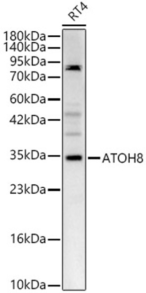 ATOH8 Polyclonal Antibody
