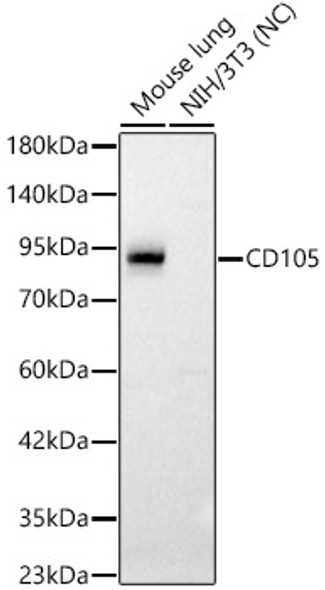 CD105 Polyclonal Antibody