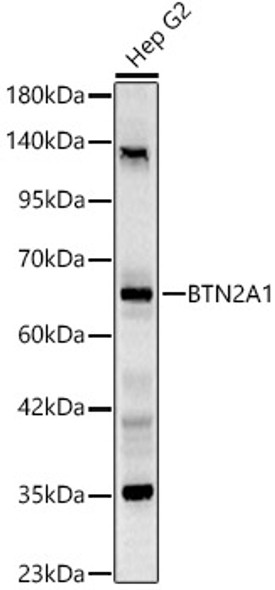 BTN2A1 Polyclonal Antibody