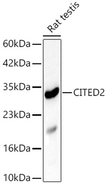 CITED2 Polyclonal Antibody