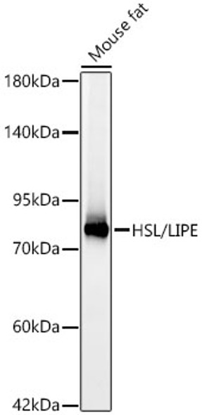 HSL/LIPE Monoclonal Antibody