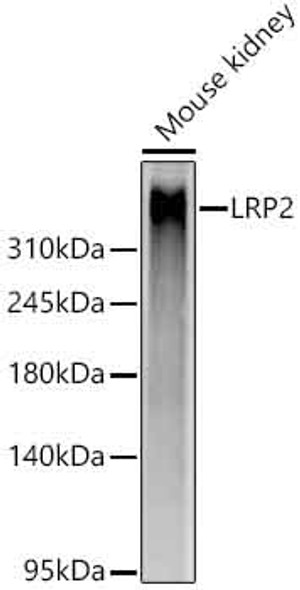 Megalin/LRP2 Monoclonal Antibody