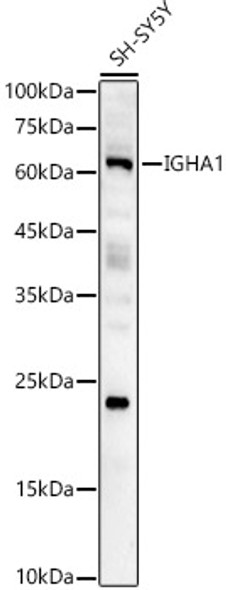 IGHA1 Polyclonal Antibody