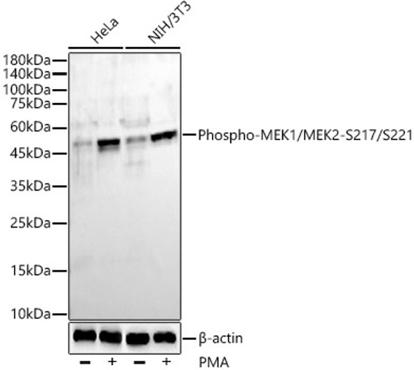 Phospho-MEK1/MEK2-S217/S221 Monoclonal Antibody