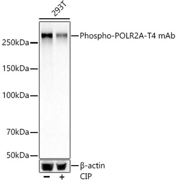 Phospho-POLR2A-T4 Monoclonal Antibody