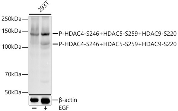 Phospho-HDAC4-S246 + HDAC5-S259 + HDAC9-S220 Monoclonal Antibody