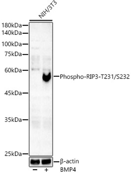 Phospho-Smad5-S465 Monoclonal Antibody