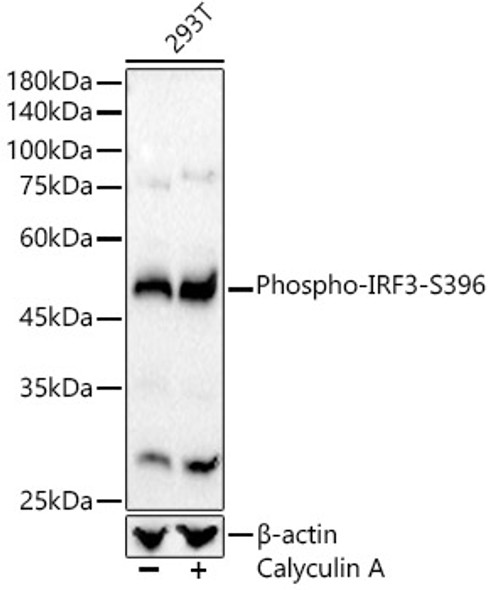 Phospho-IRF3-S396 Monoclonal Antibody