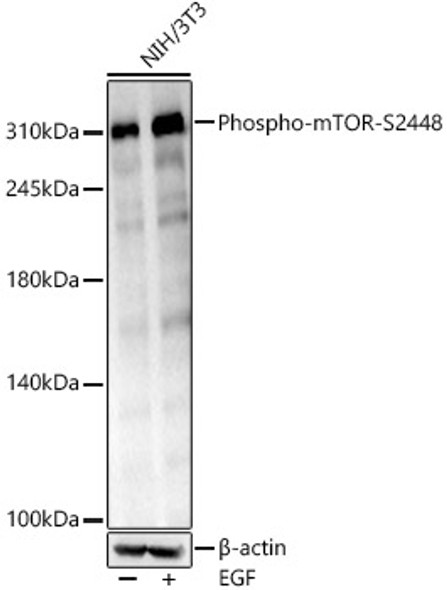 Phospho-mTOR-S2448 Monoclonal Antibody