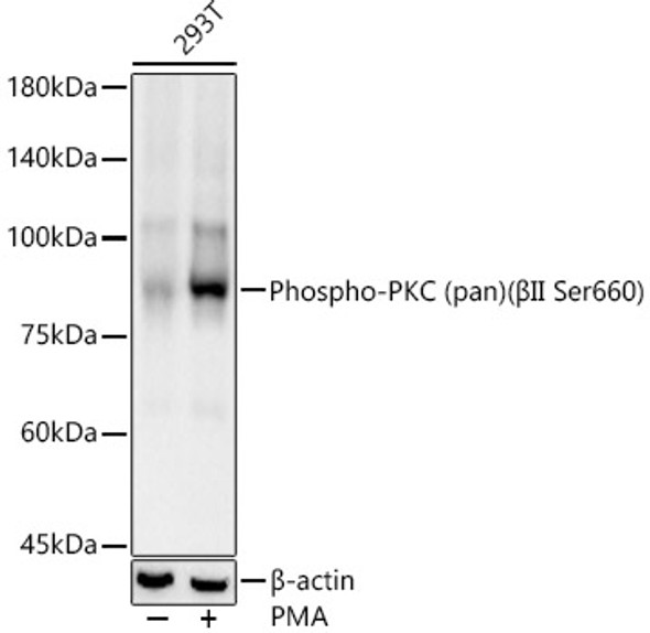 Phospho-PKC (pan) (βII Ser660) Monoclonal Antibody