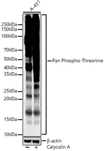 Pan Phospho-Threonine Monoclonal Antibody