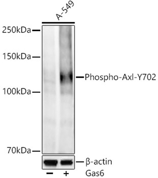 Phospho-Axl-Y702 Monoclonal Antibody