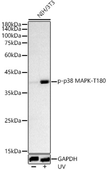 Phospho-p38 MAPK-T180 Polyclonal Antibody (CABP1434)