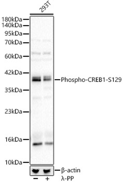 Phospho-CREB1-S129 Polyclonal Antibody