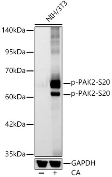 Phospho-PAK2-S20 Monoclonal Antibody