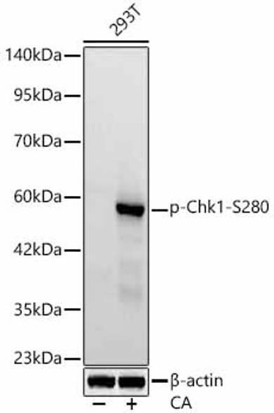 Phospho-Chk1-S280 Monoclonal Antibody (CABP1444)