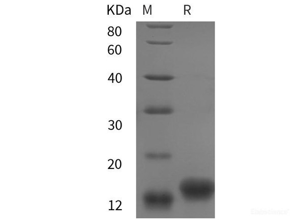 chiken IGF1/IGF‑I/IGF-1 Recombinant Protein (His tag)