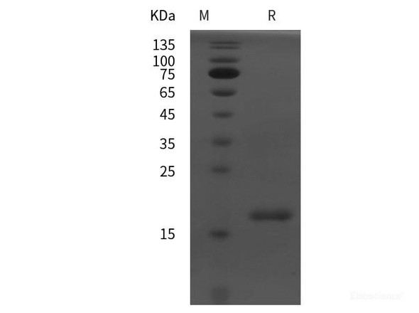 Rat PPAR-α Recombinant Protein (His tag)