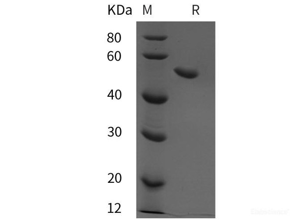 Mouse CD4/LEU3 Recombinant Protein (His tag)