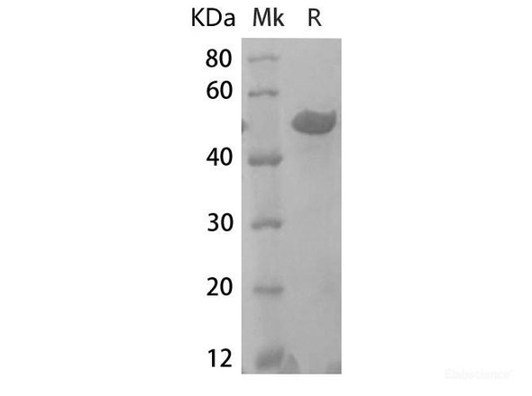 Human ENO2 Recombinant Protein (RPES6564)