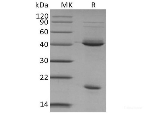 Recombinant Mouse IL-23