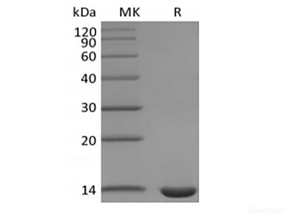 Recombinant Mouse Leptin