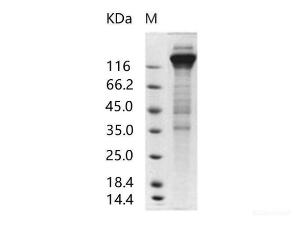 Human cytomegalovirus (HCMV) GlycoRecombinant Protein B / gB Recombinant Protein (Fc Tag)