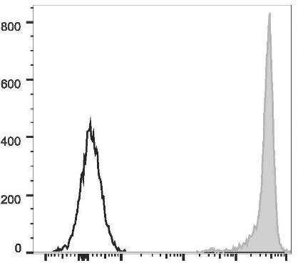 PE Anti-Rat CD90/Mouse CD90.1 Antibody [OX-7] (AGEL2441)