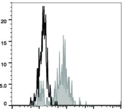 GenieFluor 488 Anti-Human CD83 Antibody [HB15e] (AGEL2143)