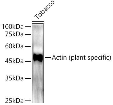 Actin (plant specific) Rabbit Polyclonal Antibody (CABC022)