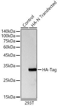 Rabbit anti HA-Tag Polyclonal Antibody (CABE036)