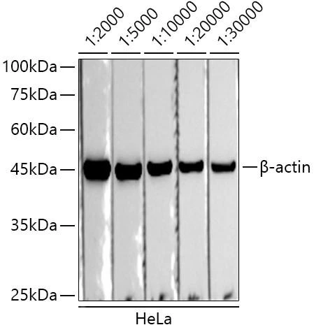 HRP-conjugated Donkey anti-Rabbit IgG (H+L) (CABS038)