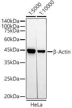 HRP-conjugated Mouse anti-Rabbit IgG (H+L) (CABS079)