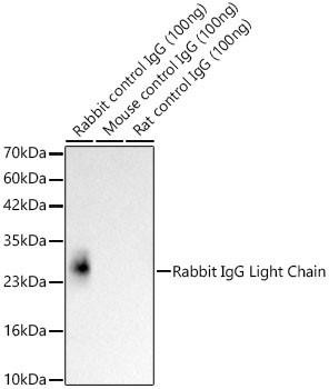 HRP-conjugated Mouse anti-Rabbit IgG Light Chain (CABS061)
