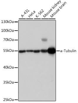 α-Tubulin Rabbit Polyclonal Antibody (CABC007)