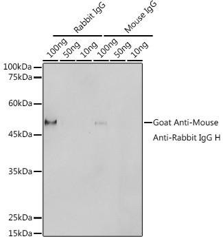 HRP polymer-conjugated Goat Anti-Mouse Anti-Rabbit IgG H (CABS080)