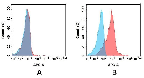 CD3E (DIMA BM323) mAb (HDBS0155)