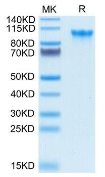 Biotinylated Recombinant Human C1qR/CD93 Protein (RPCB0070)
