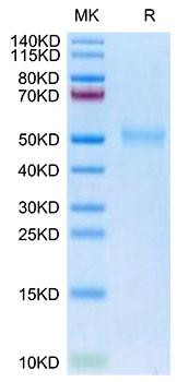 Biotinylated Recombinant Human TGF-beta receptor type-1/TGFR-1/ALK-5 Protein (RPCB0083)