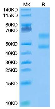 Biotinylated Recombinant Cynomolgus CD3E&CD3D Protein (Primary Amine Labeling) (RPCB0096)