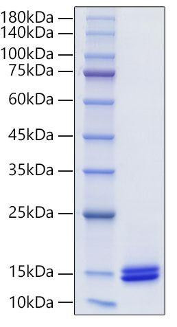 Recombinant Human CCL14/HCC-1/HCC-3 Protein (RPCB0115)