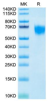 Biotinylated Recombinant Human FGFR-4/CD334 Protein (RPCB0116)