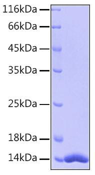Recombinant Human FABP4/A-FABP/ALBP Protein (RPCB0161)