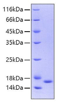 Recombinant Human IL-36 gamma/IL-1F9 Protein (RPCB0197)