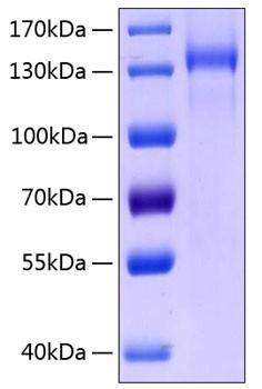 Recombinant Human TIE2/TEK/CD202b Protein (RPCB0218)