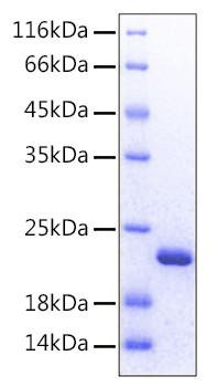 Recombinant Human FGF-12 Protein (RPCB0223)