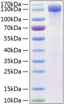Recombinant Human ErbB-4/HER4 Protein (RPCB0336)
