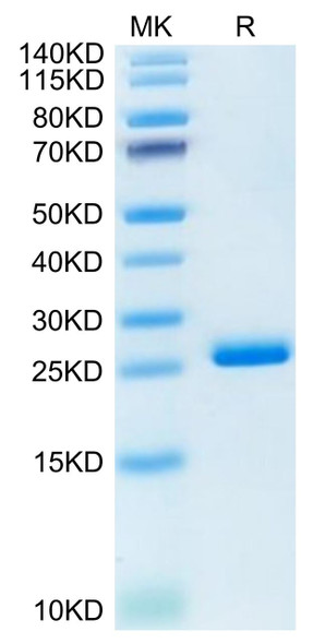 Recombinant Human LILRB2/ILT-4/CD85d Domain1&2 Protein (RPCB0424)