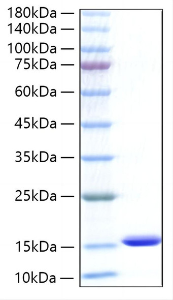 Recombinant Human CXCL5/ENA-70 Protein (RPCB0436)